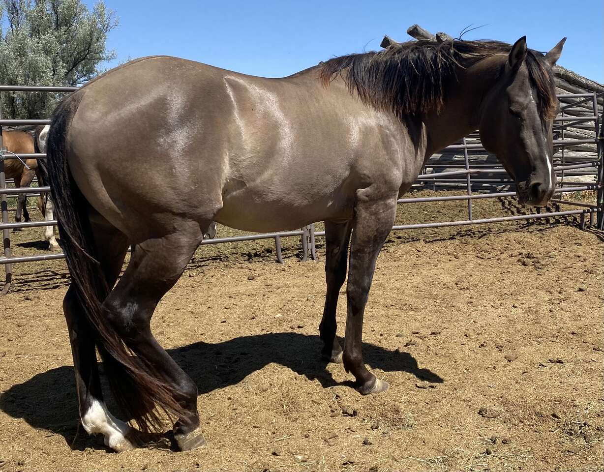 2021 AQHA Smoky Grullo stallion.