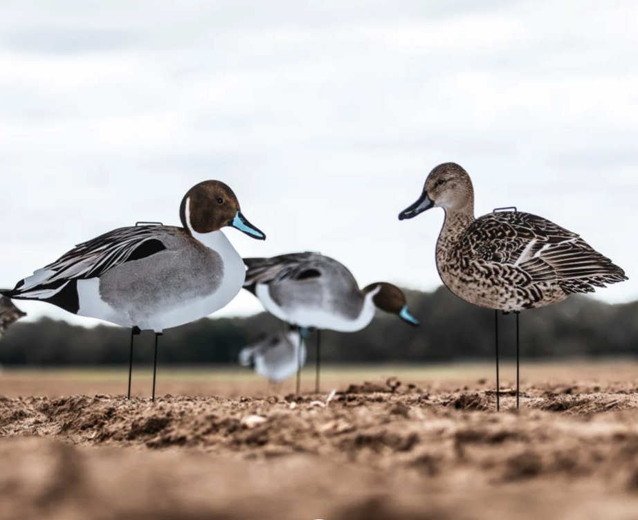 Dive Bomb P1 Pintail Silhou… Hunting and Fishing