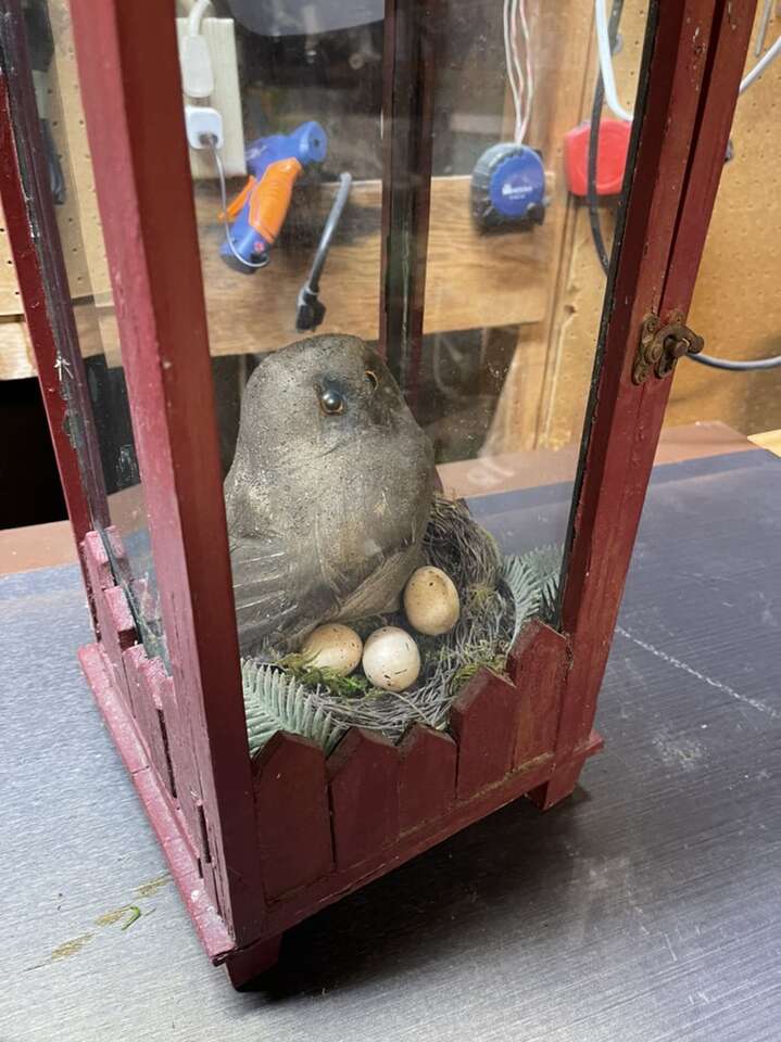 Little Owl With Clutch Of Eggs