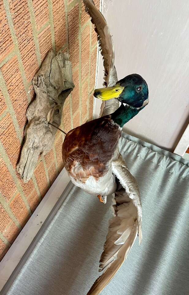 Stuffed Mallard Domestic Duck Mount