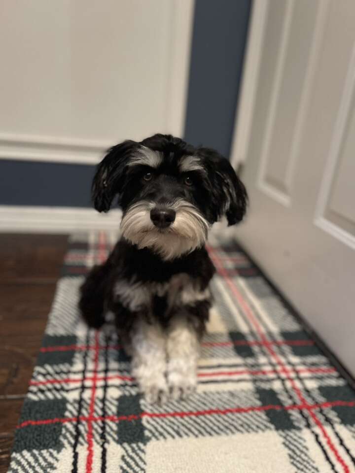 1 yr old Mini Schnauzer Pets