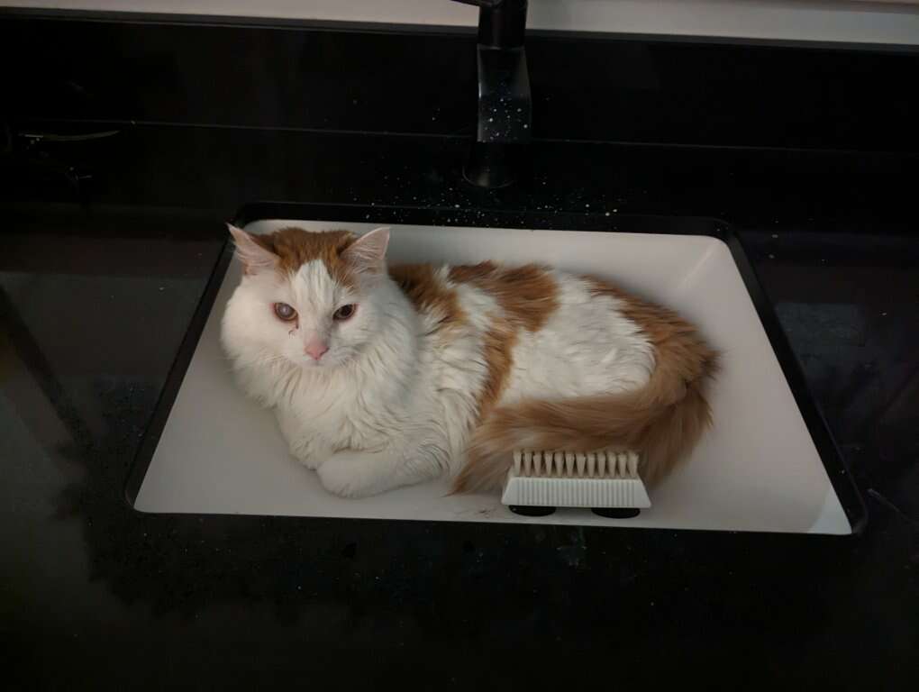 Friendly Gentle Cat Owner passed Pets