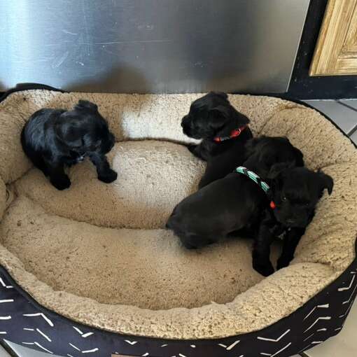 Miniature Schnauzer Pets