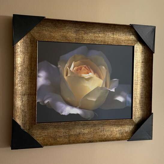 Framed White Rose Photo