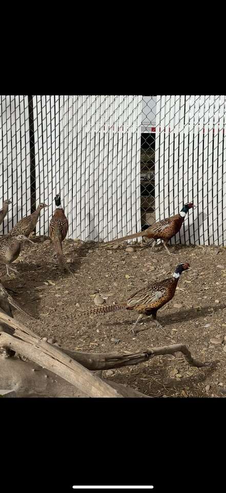 Pheasants / Chuckars For Sale