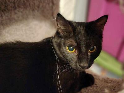 Domestic Short Hair
