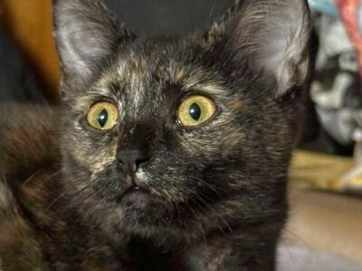 Domestic Short Hair