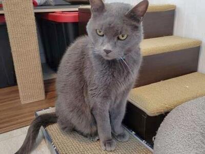 Russian Blue