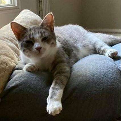 Domestic Short Hair