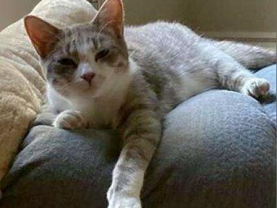 Domestic Short Hair