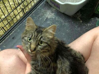 Domestic Medium Hair