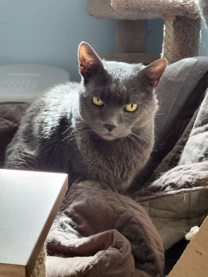Beautiful, cuddly, Russian Blue mix! Neutered, vaxed age 12