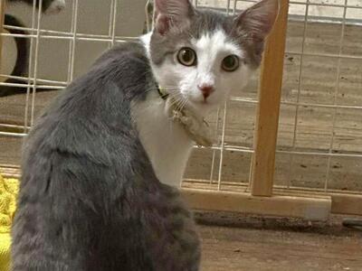 Domestic Short Hair