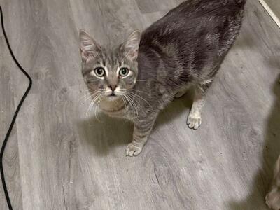 Domestic Short Hair