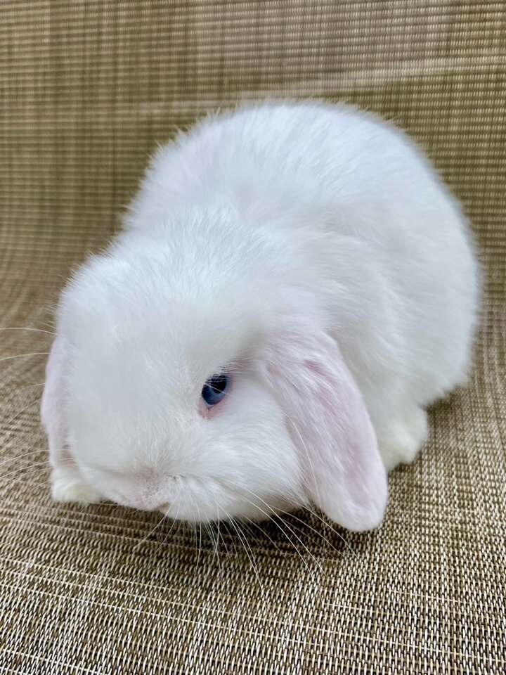 2 Blue-eyed White Holland Lops For Sale