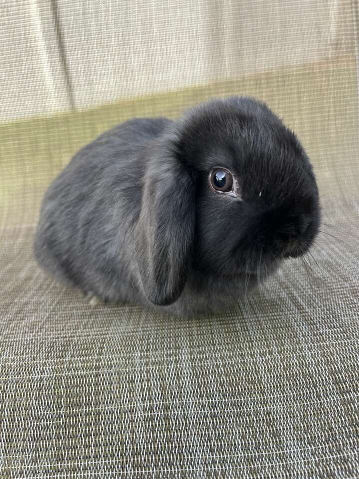 Stunning Black Holland Lop For Sale