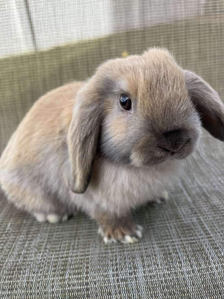 Adorable Holland Lop For Sale