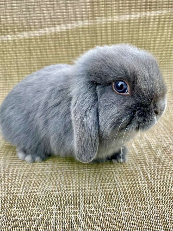 Handsome Blue Holland Lop For Sale