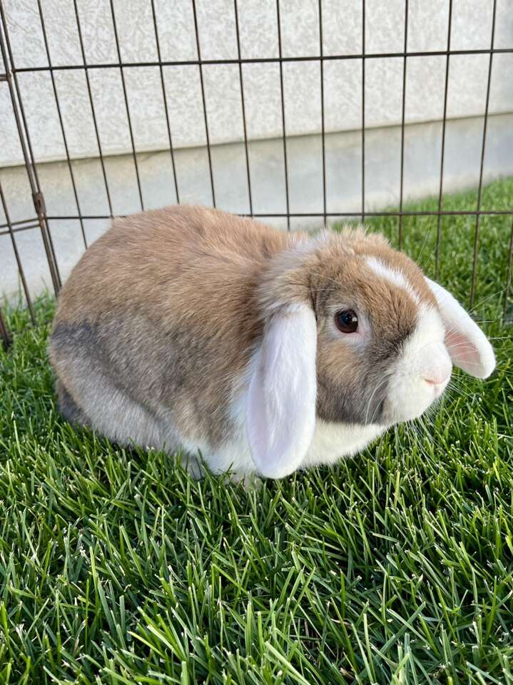 White-eared Holland Lop For Sale