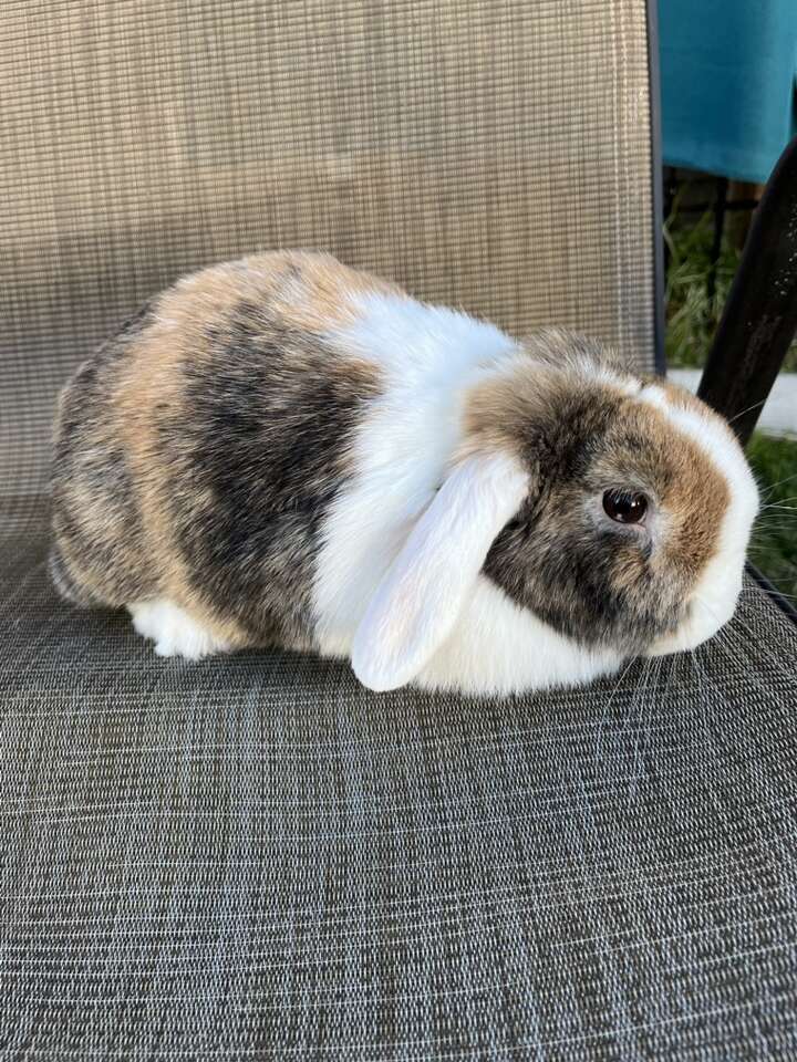 Amazing Holland Lop For Sale