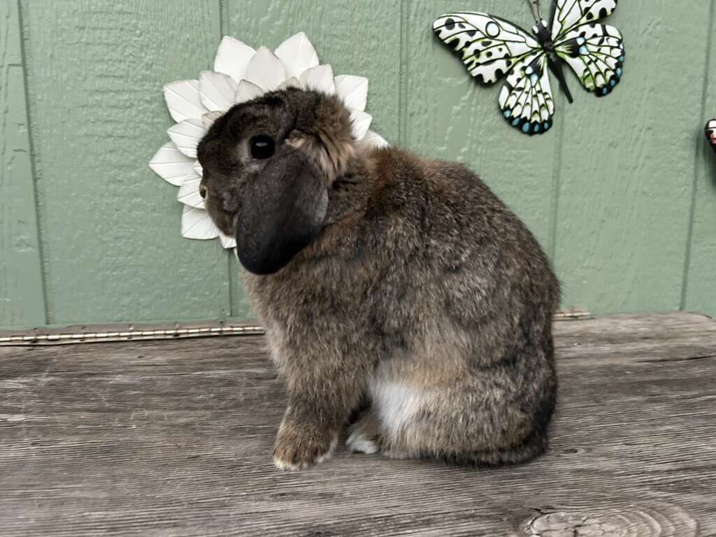 Female holland lops