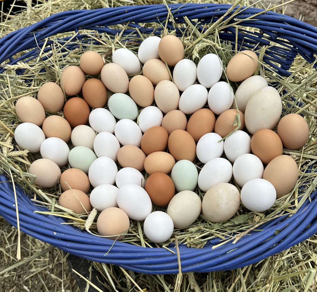 Farm Fresh Eggs Livestock