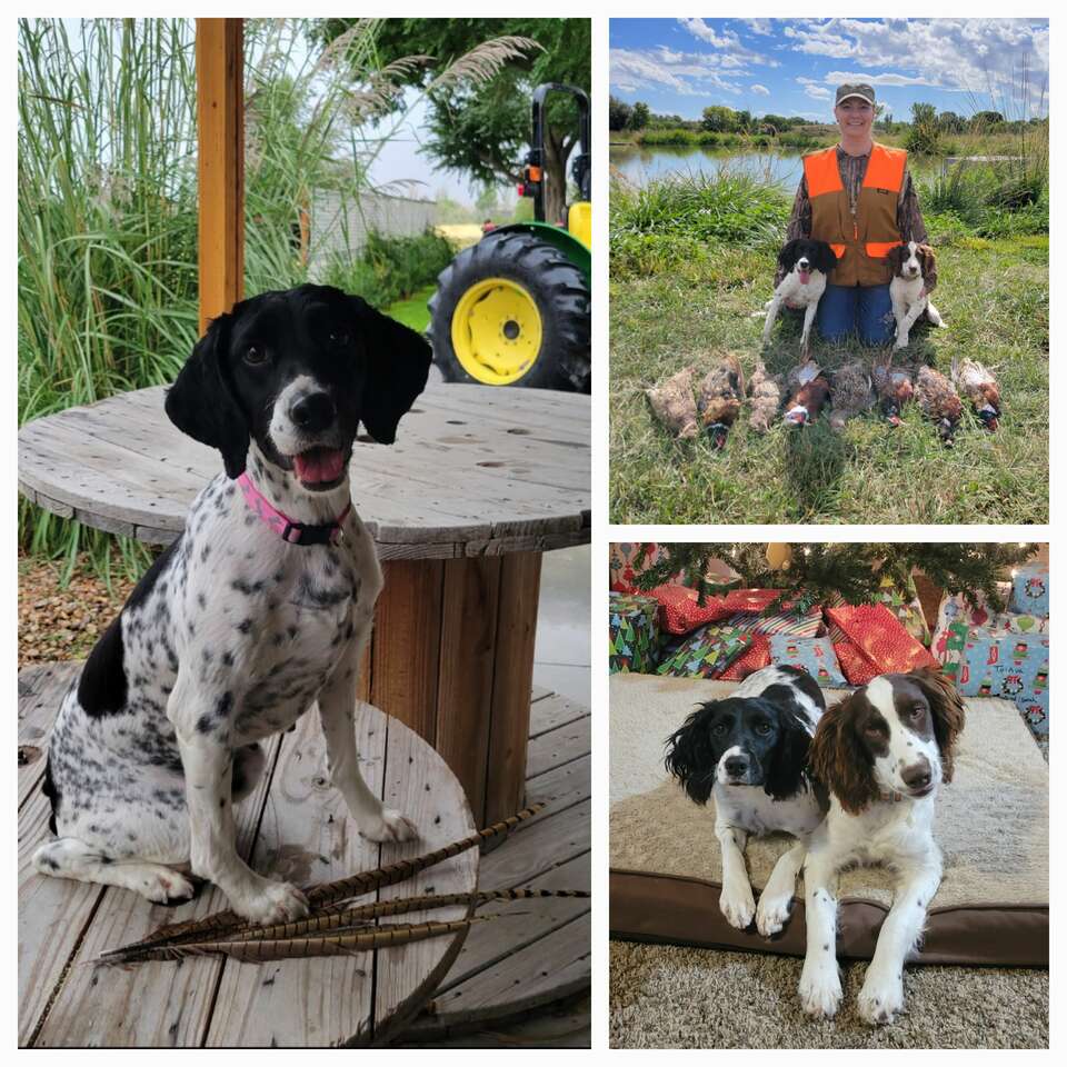 Springer Spaniel AKC puppies Pets