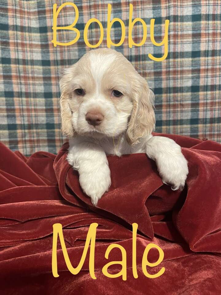 AKC Cocker Spaniel Puppies Price Reduced Pets
