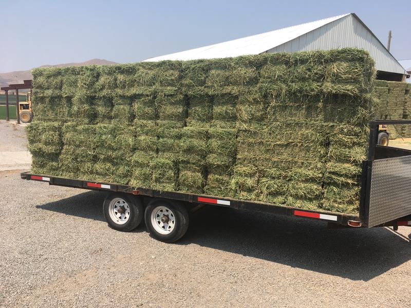 Premium Alfalfa Hay
