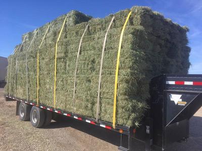 Fescue Grass/Alfalfa Mix