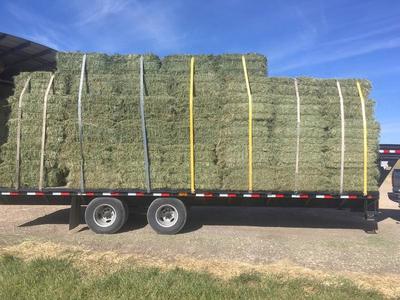 Fescue Grass/Alfalfa Mix