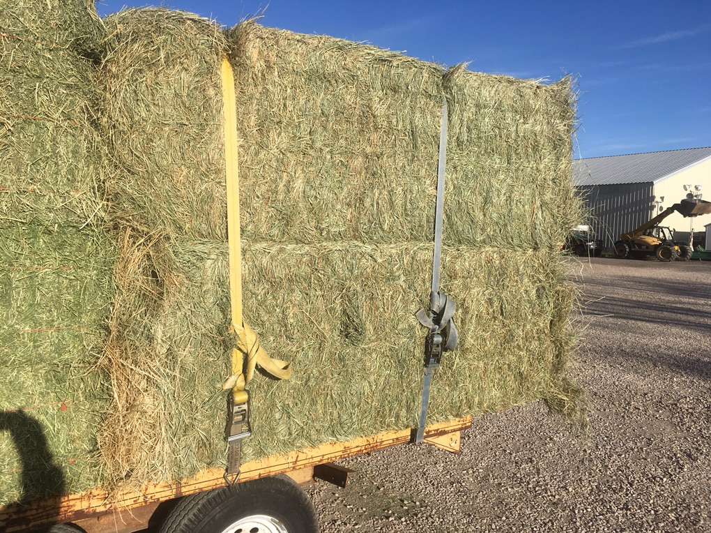3x4x8 Fescue Grass