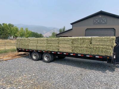 Premium Alfalfa Hay