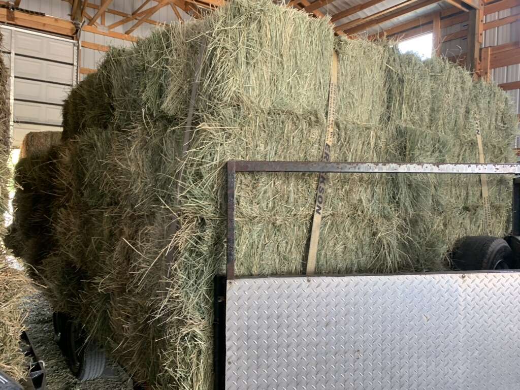 Fescue Grass