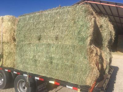 3x4x8 Fescue Grass