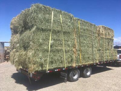 3x4x8 Fescue Grass