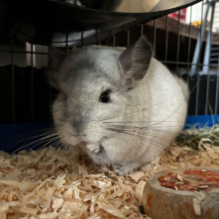 Chinchillas Pets