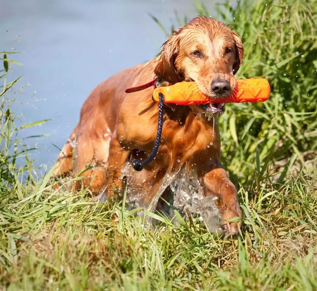AVERY SPORTING DOG 10 IN. HEXA BUMPER DOG TRAINING THROW DUMMY ORANGE NEW!!!