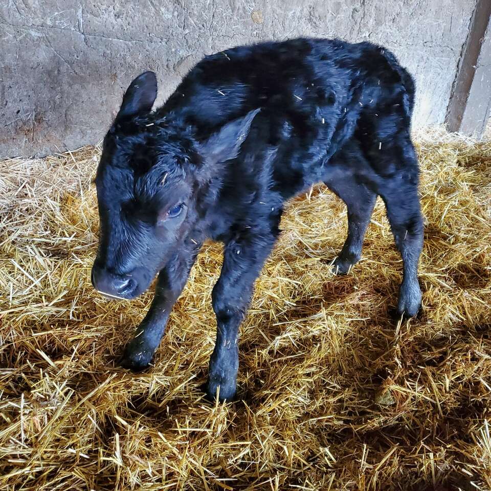 Newborn Angus cross calves Livestock