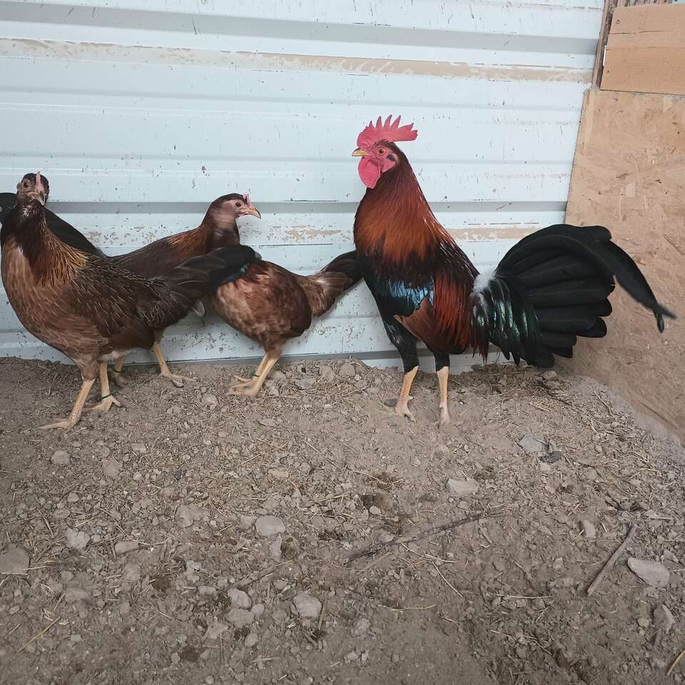 Rooster Livestock