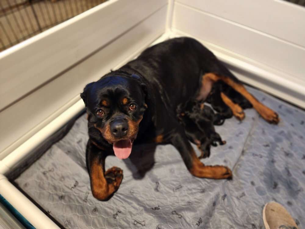 Akc german rottweiler puppies for outlet sale