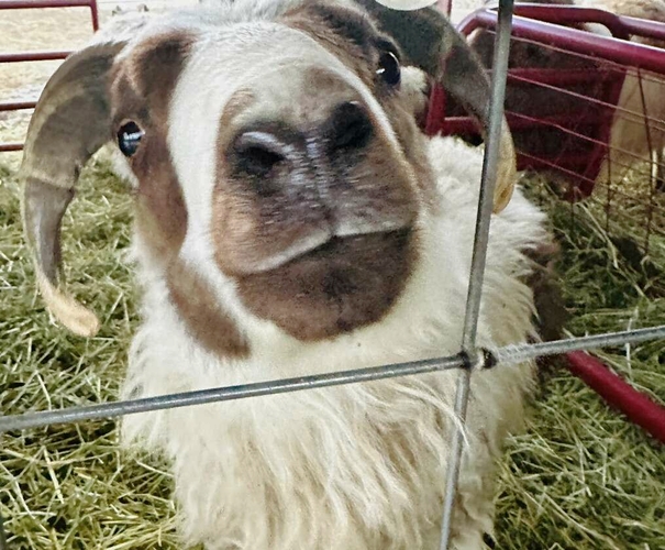 Iceland Breeding Pair Livestock