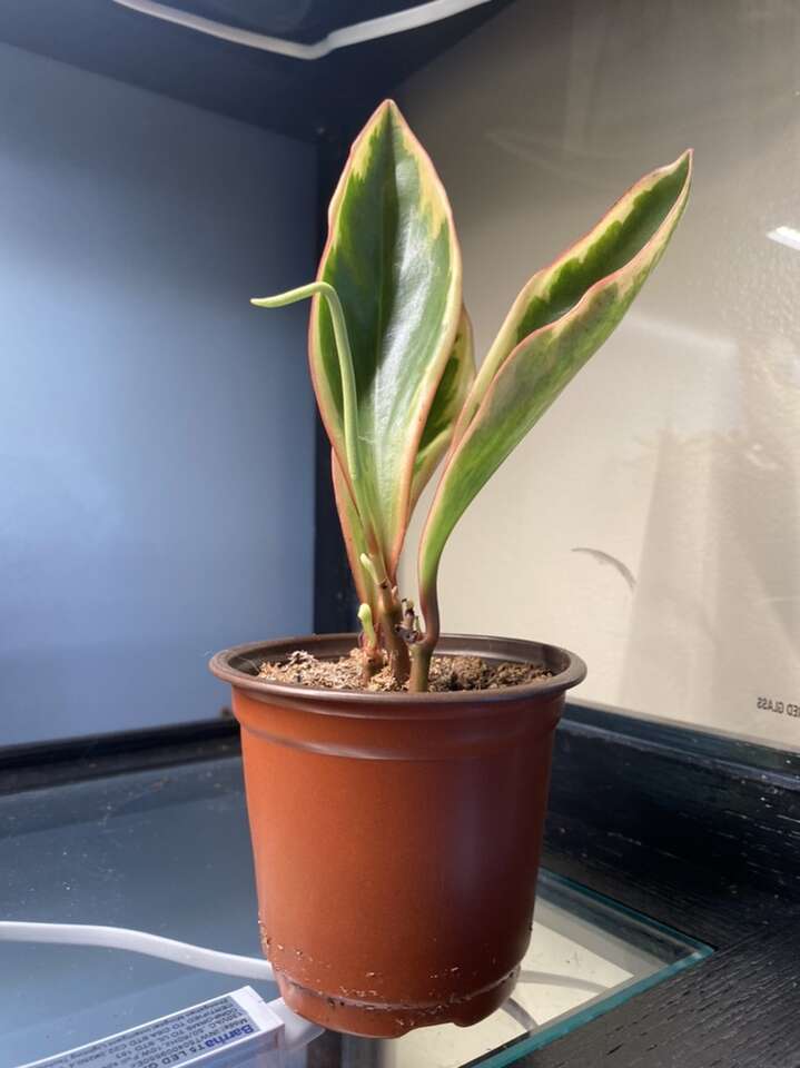 Peperomia Ginny Starts