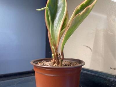 Peperomia Ginny Starts