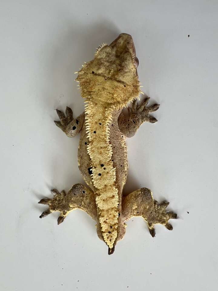 Male Crested Gecko