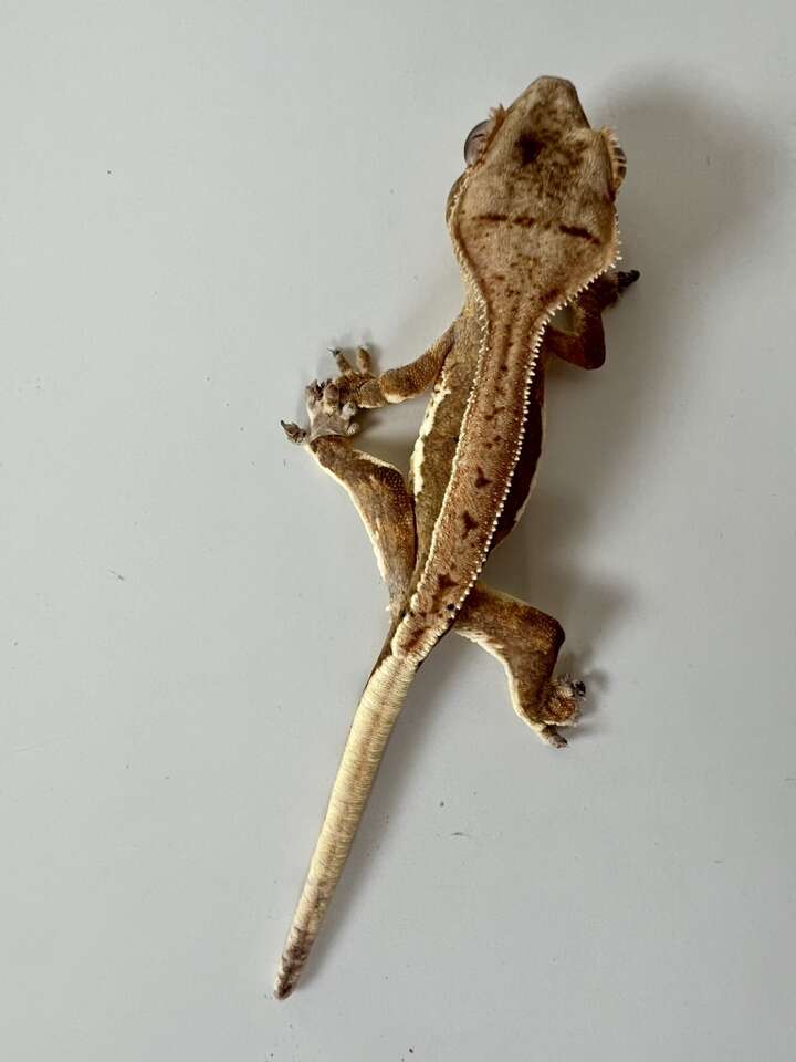 Cute Crested Gecko