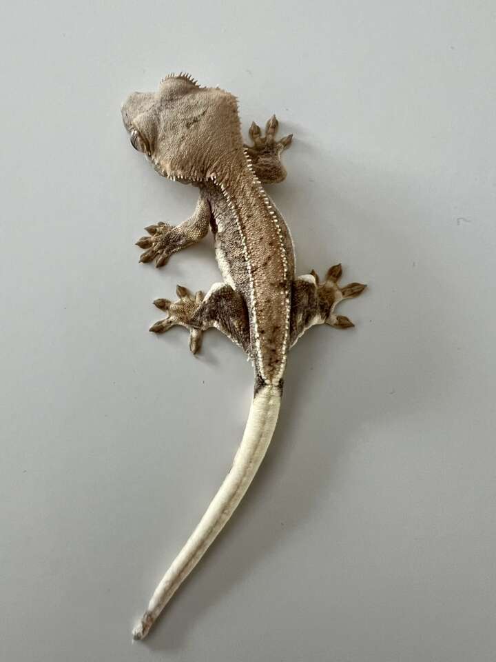 Lilly White Crested Gecko