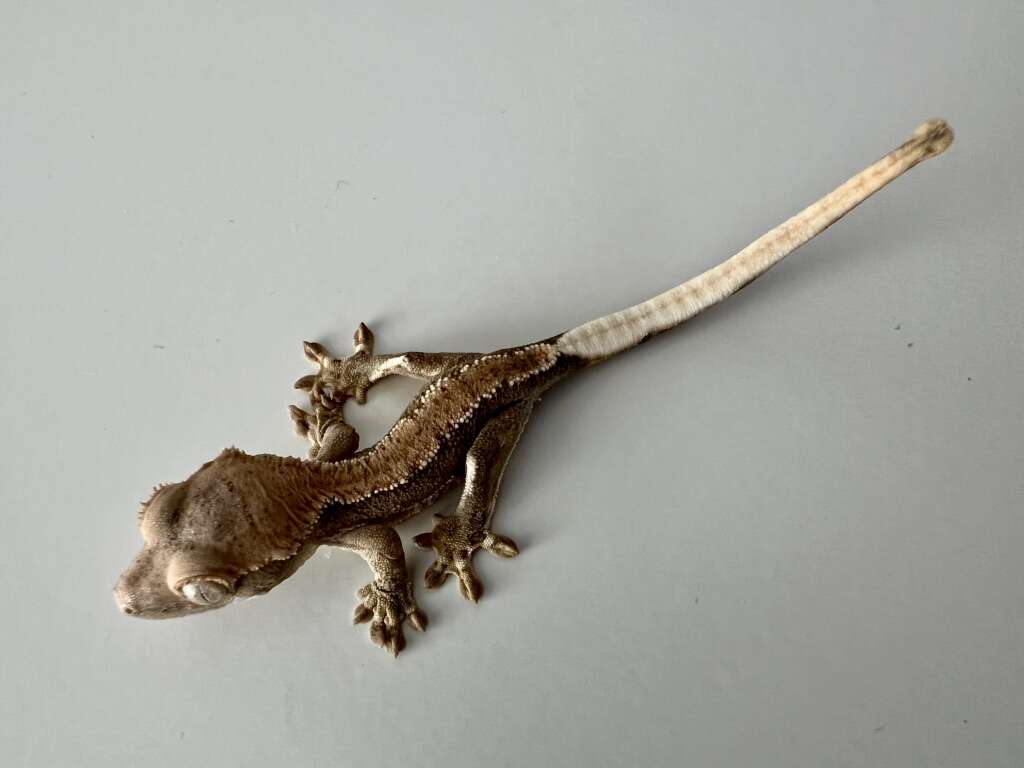 Lilly White Crested Gecko