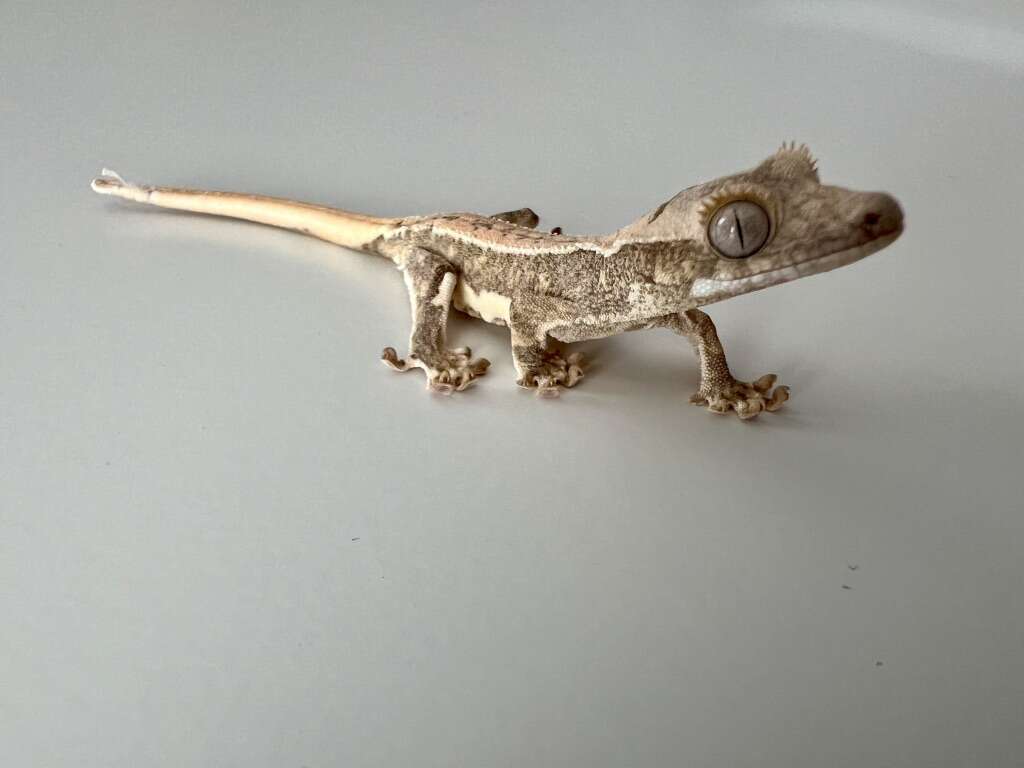 Lilly WhIte Crested Gecko