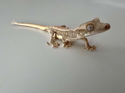 Lilly WhIte Crested Gecko